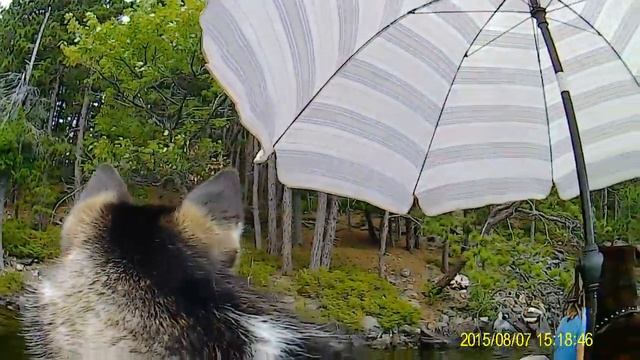 Black bear cub on Lake Panache смотреть онлайн