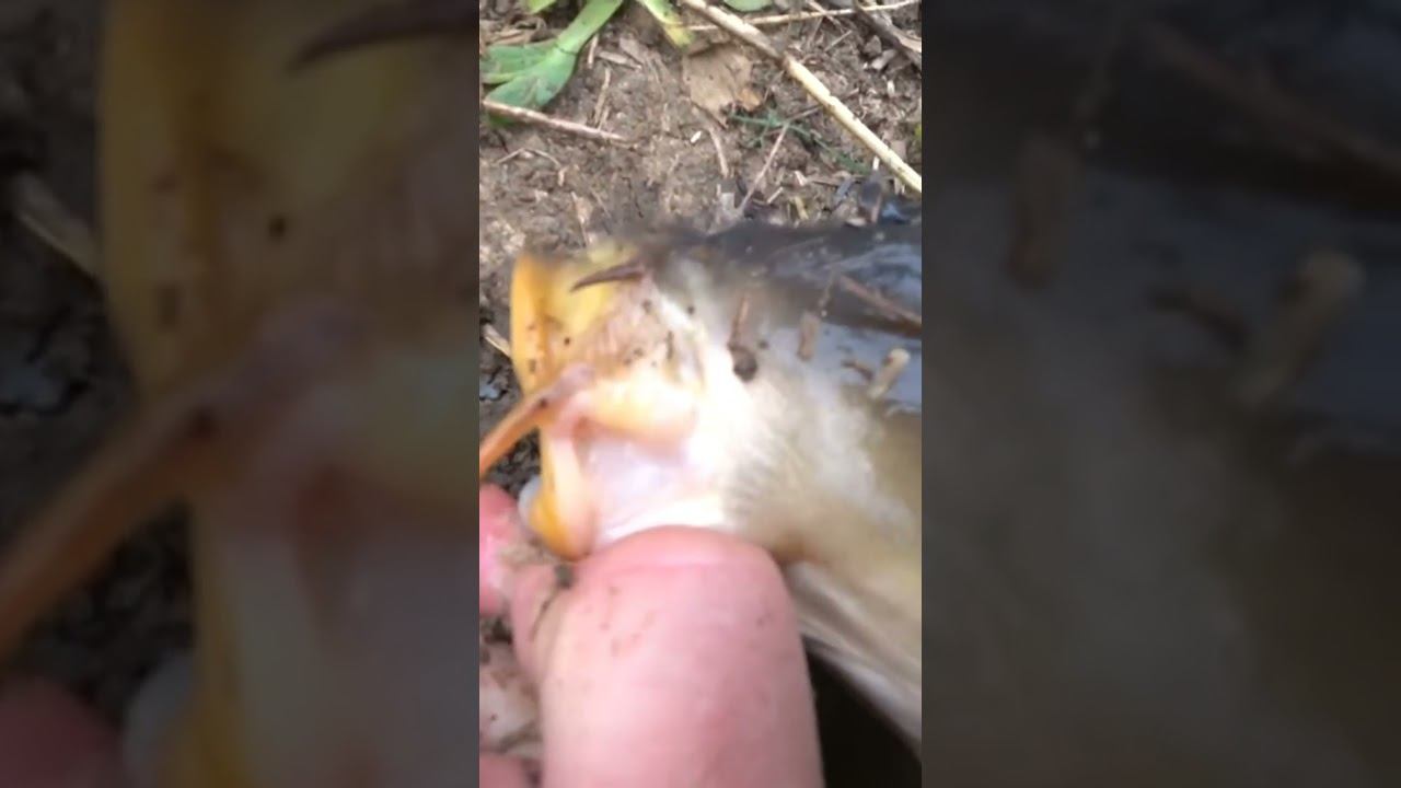 Сазан на крючок-заглотыш #рыбалка #карповаяловля #carpfishing #shorts смотреть онлайн