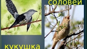 Пение соловья. Дуэт с кукушкой