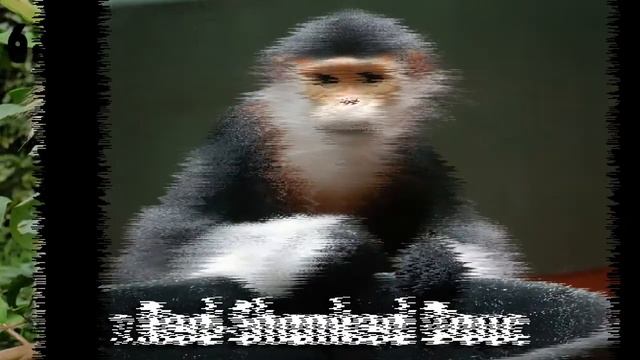 Top 10 World's Most Beautiful and Colorful Monkeys 🐵| The Animal Adventure | смотреть онлайн
