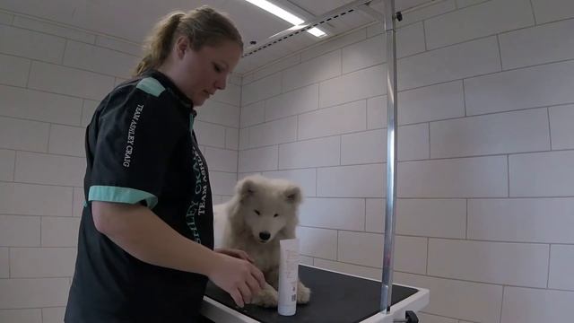 Klippe Potehår, Smøre Poter Og Træne Genstand Mod øjne