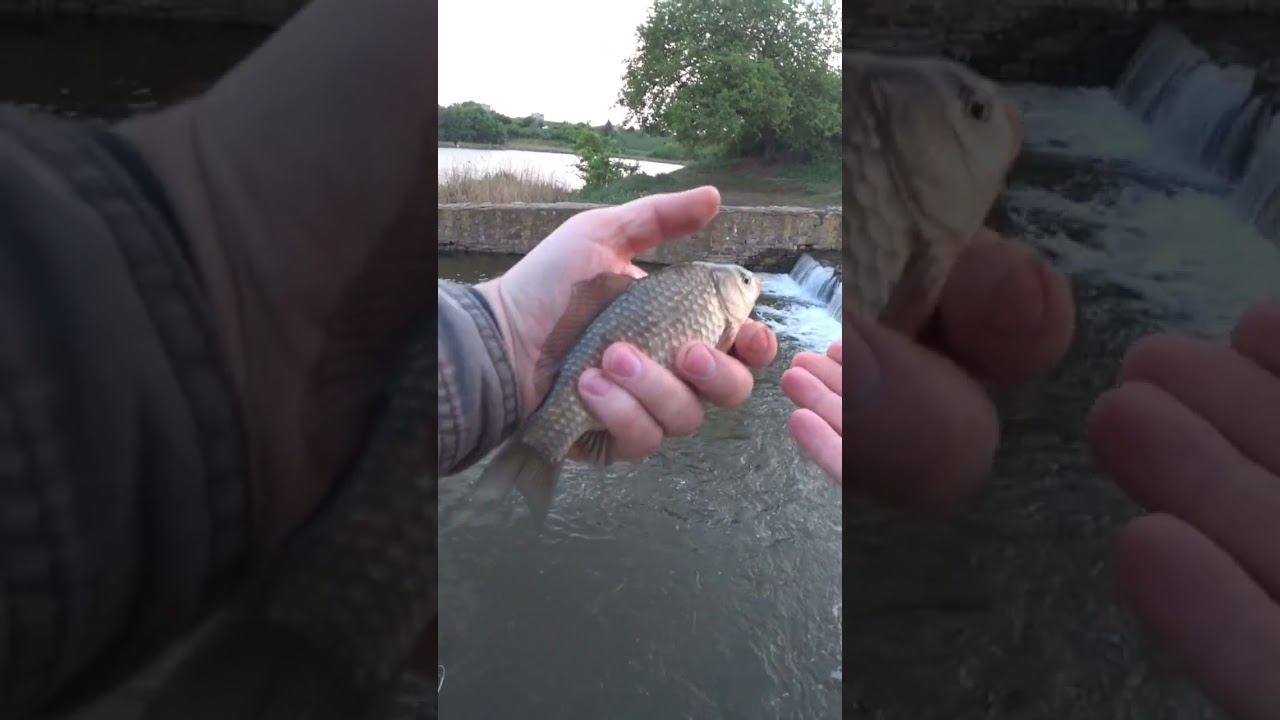 А вы отпускаете рыбу? #рыбалка #fishing #фидер #карась #shorts смотреть онлайн