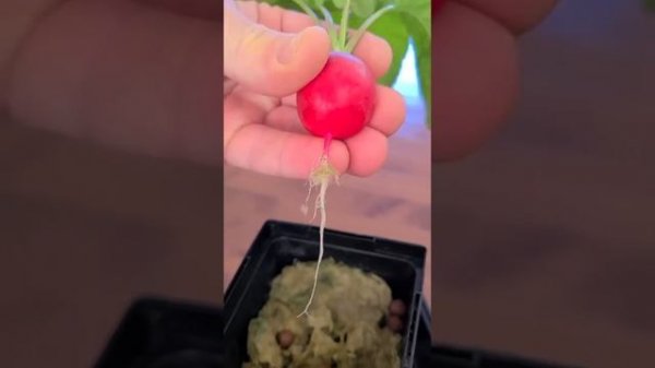 Radish at home. hydroponics. Редис выращенный дома. гидропоника