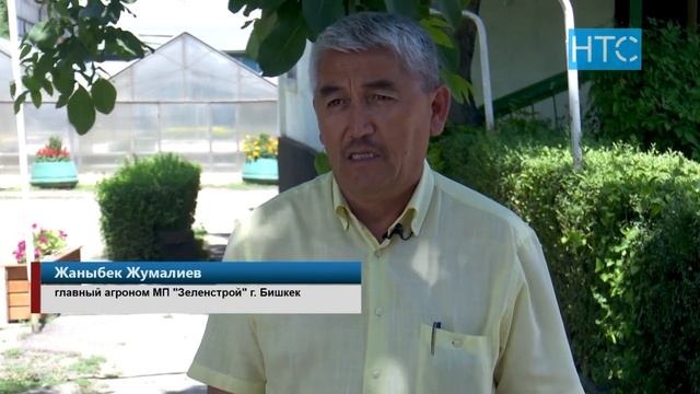На продавщицу “Шоро” упало дерево / 09.06.21 / НТС смотреть онлайн