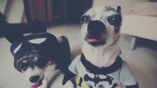 Собаки-блогеры празднуют Хэллоуин: 2 серия 🎃📽️ смотреть онлайн