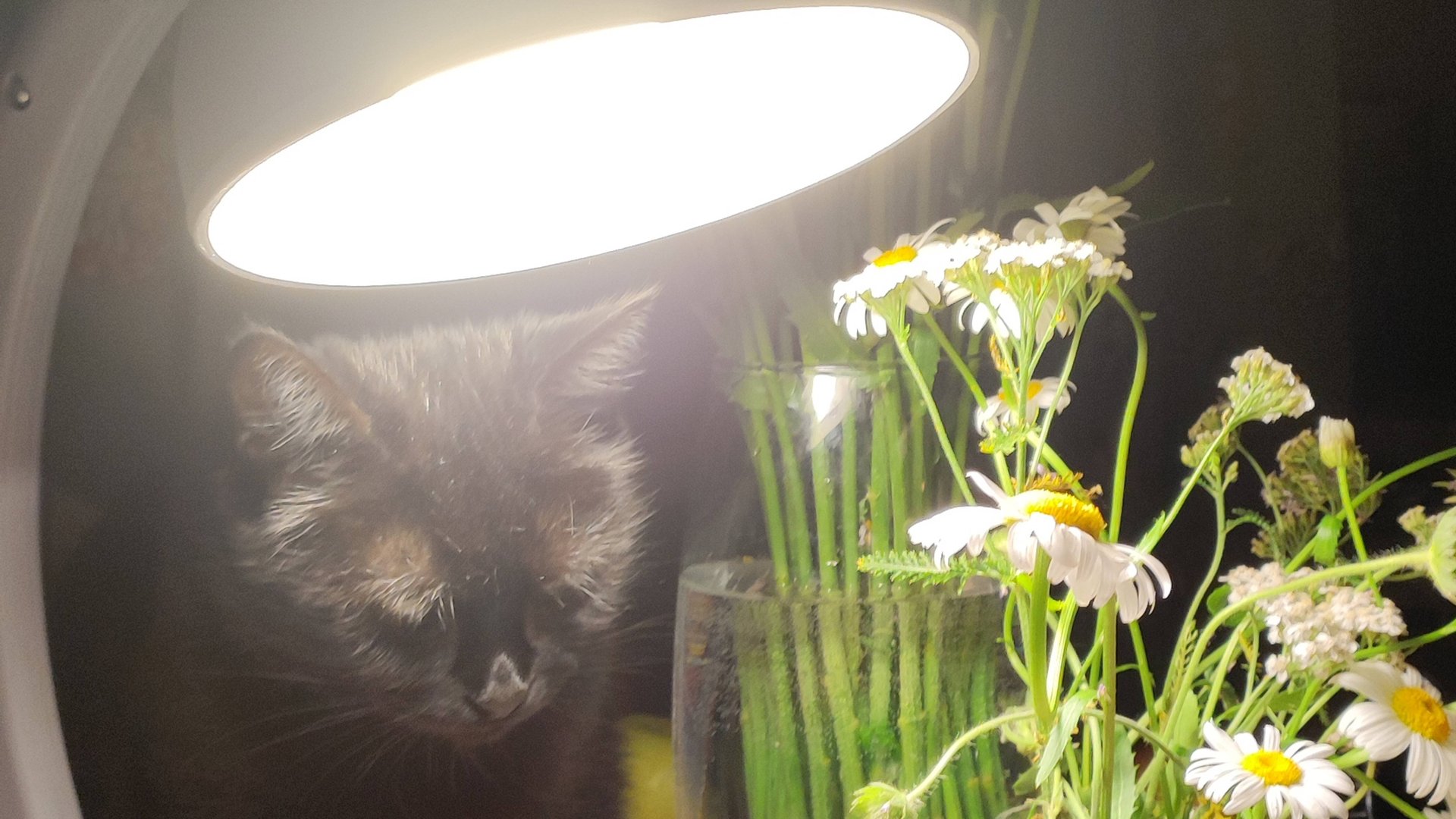 Первый апрельский. Чем занималась,чОкупила)). смотреть онлайн