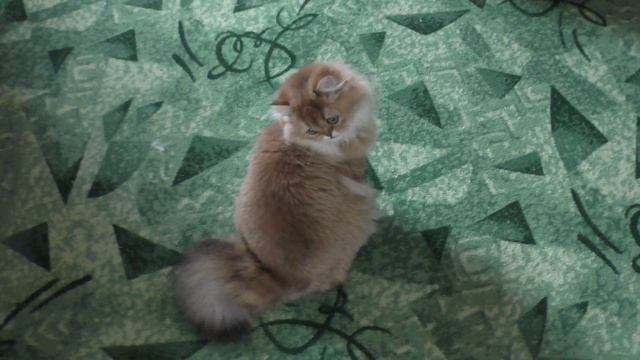 Кошка Оля играет смотреть онлайн