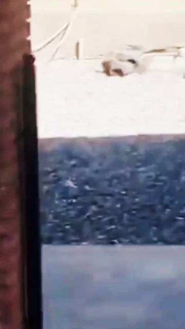 Cat vs Dog #shorts #cat CatVideo смотреть онлайн