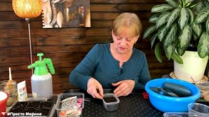 Посев однолетников на рассаду. Бархатцы, астры, цинерария, кохия.