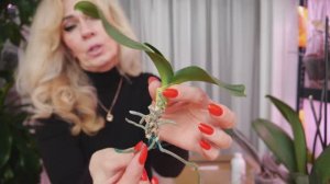 Ушлые продавцы 😲. Реанимация орхидеи.