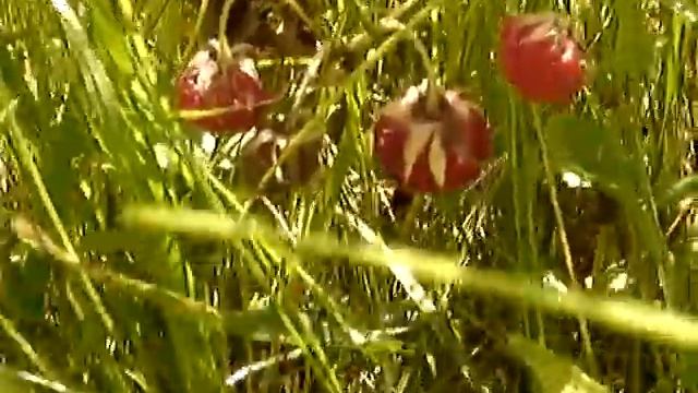 Клубника в поле (полевая). Летний, солнечный, жаркий день.