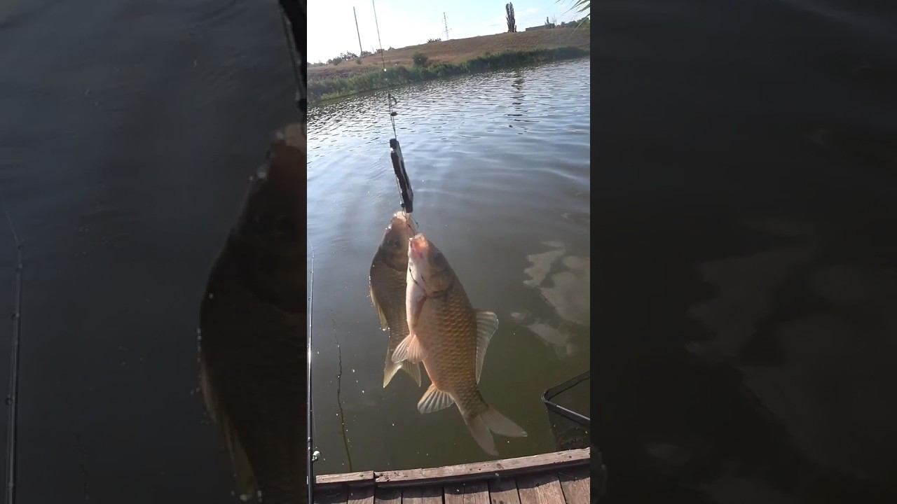 Карасиный дуплет #рыбалка #fishing #карась #shorts смотреть онлайн