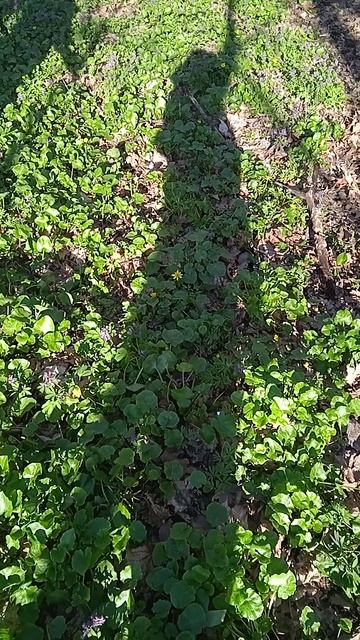 VID_20250404_153116.mp4