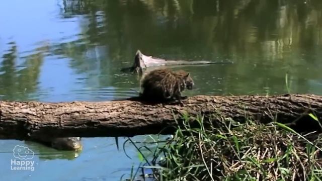 The Crocodile | Educational Video for Kids. смотреть онлайн