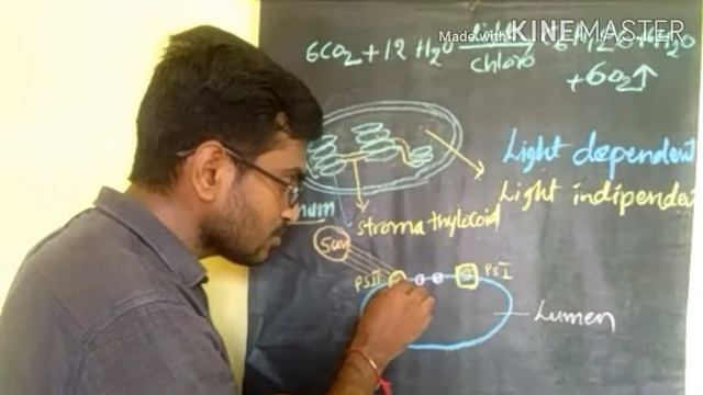 LIGHT REACTIONS #PHOTOSYNTHESIS-MECHANISM-1# CLASS 10 смотреть онлайн