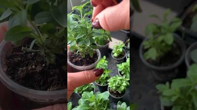 Будни цветовода . Вам скучно ? Займитесь цветами 😁. смотреть онлайн