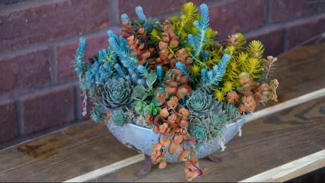Cottage Farms 4-piece Tricolor Sedum Collection on QVC смотреть онлайн