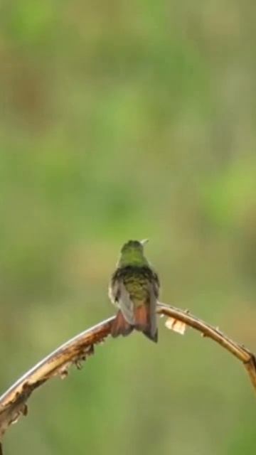 humming Bird Enjoying in the rain смотреть онлайн