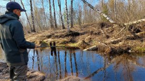 ЭТОТ РУЧЕЙ НАБИЛСЯ РЫБОЙ. Рыбалка на боковой кивок в апреле