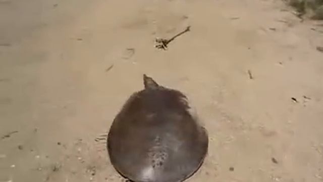 Скоростная черепаха смотреть онлайн