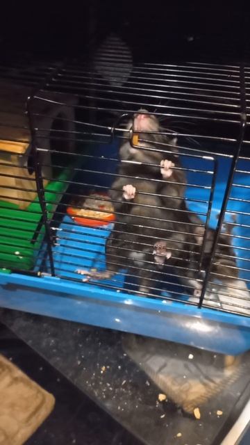 крыса Дамбо смотреть онлайн