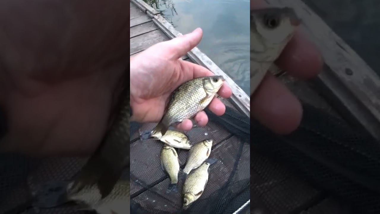 Вечерняя зорька #рыбалка #fishing #карась #shorts смотреть онлайн
