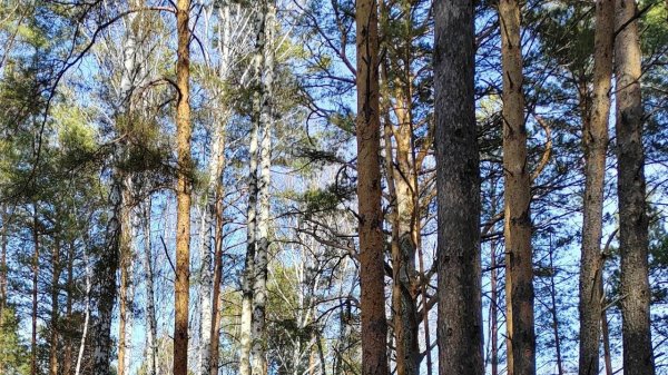 ГОЛОС ПРОРОКА в прямом эфире / Дух Святой 🔥