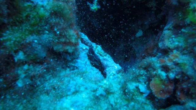 Bonelia смотреть онлайн