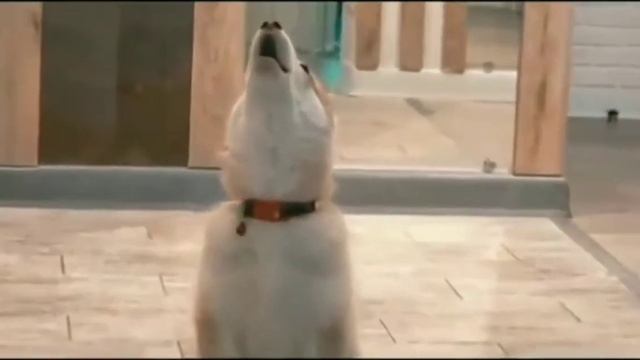 Мистер Бубл. Я не мелкий я не дрышь.