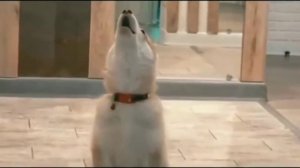 Мистер Бубл. Я не мелкий я не дрышь.