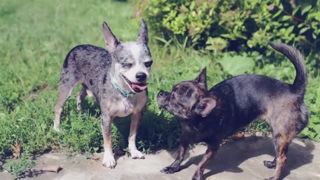 Собачьи разговоры: подслушали чихуахуа, йорка и корги 🎙️🐕 смотреть онлайн
