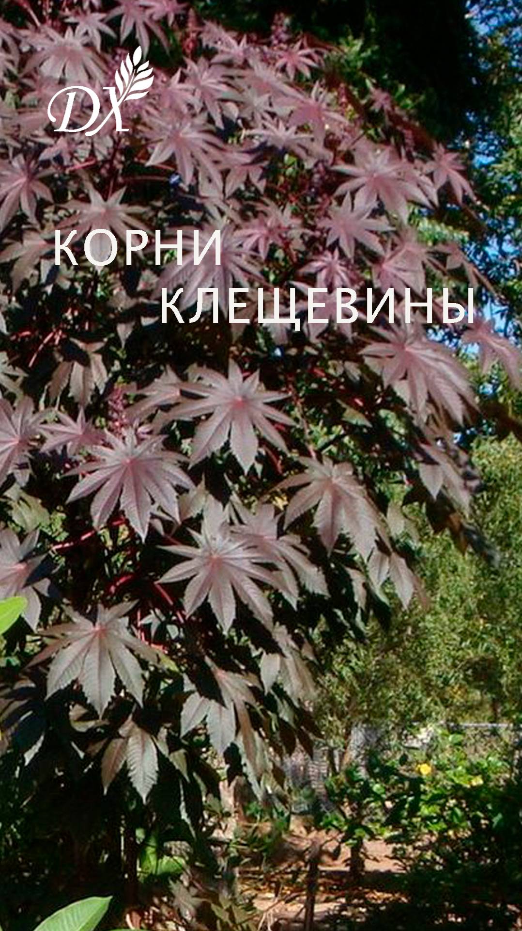 КОРНИ КЛЕЩЕВИНЫ