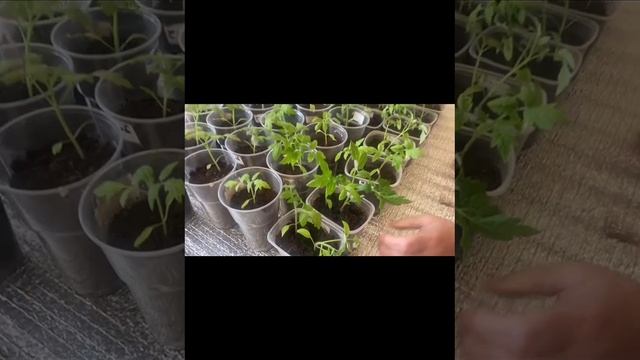 Рассада томатов. Полив рассады.