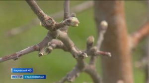 Ставропольские сады находятся под угрозой