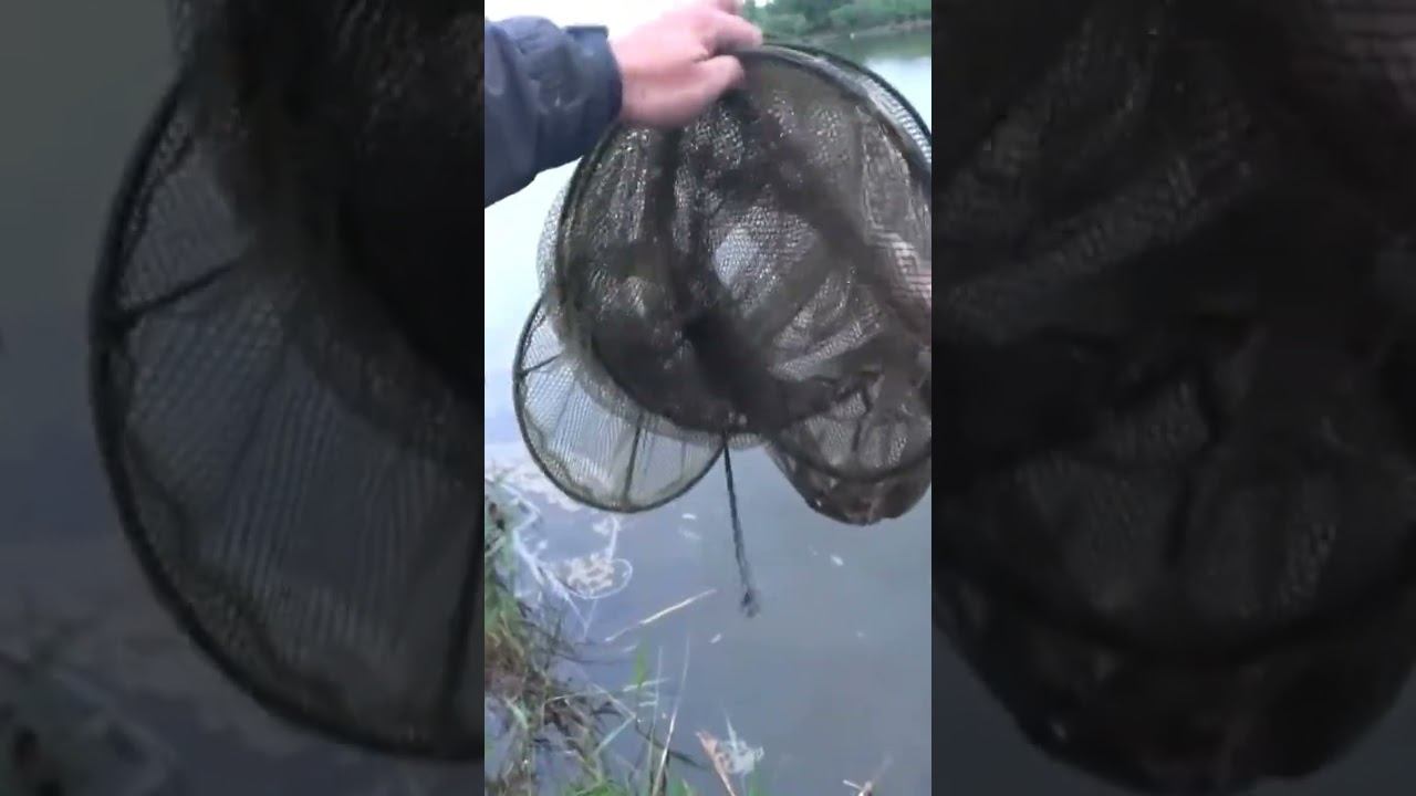 А вы отпускаете рыбу? #рыбалка #карась #fishing #shorts смотреть онлайн