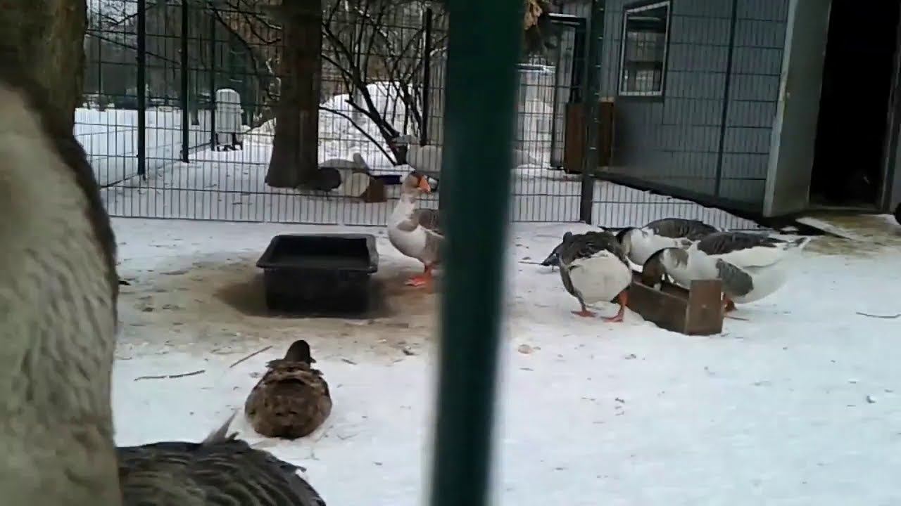 Гуси в городе зимой. #гуси #winter #зима смотреть онлайн