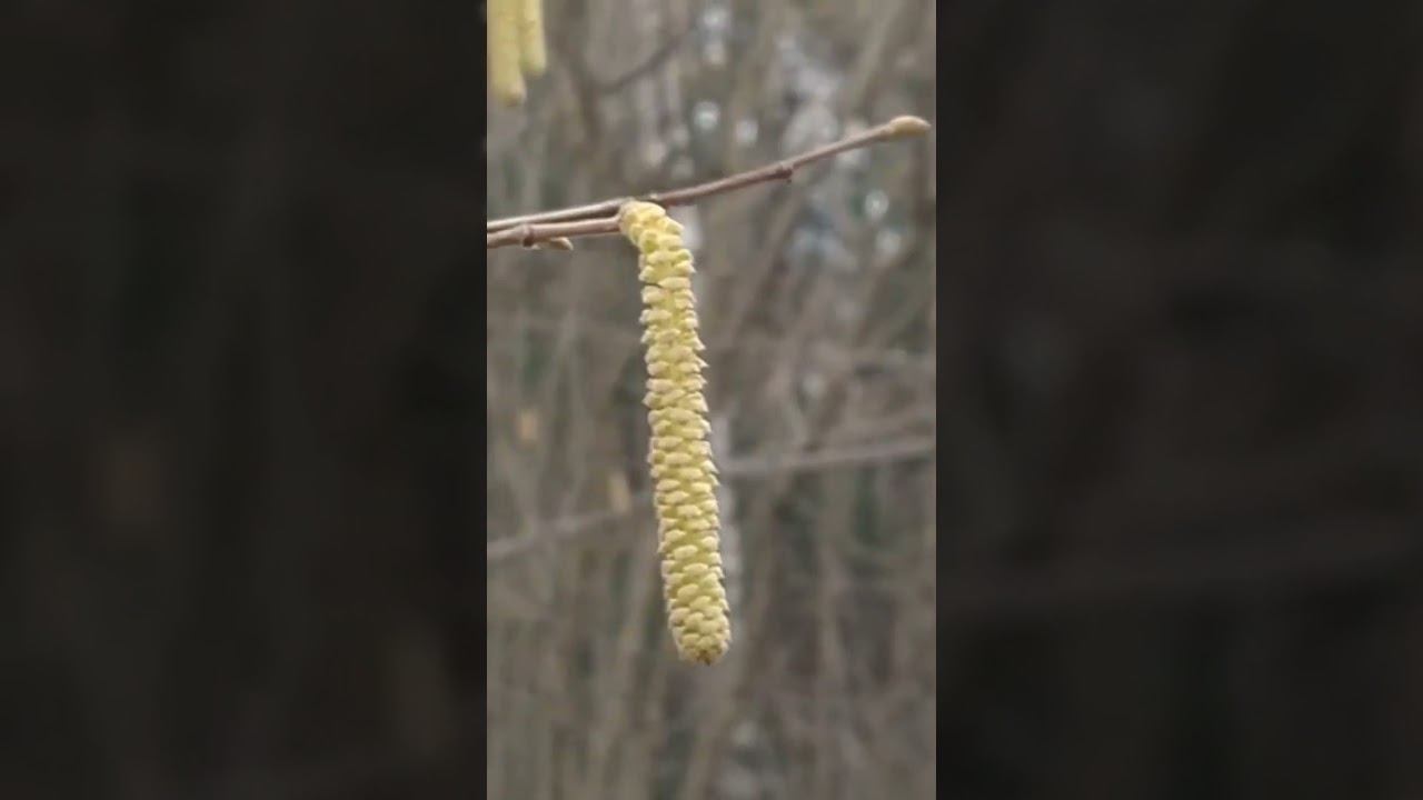Серёжки лещины обыкновенной/Лешникови котки/Hazel catkins 11.03.2025 #shorts смотреть онлайн