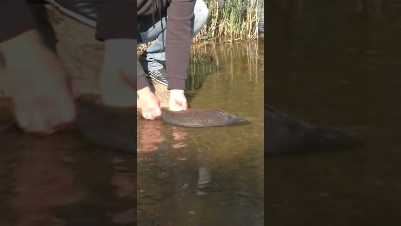 А вы бы отпустили или пожарили? #рыбалка #карповаяловля #карпфишинг #fishing #shorts смотреть онлайн