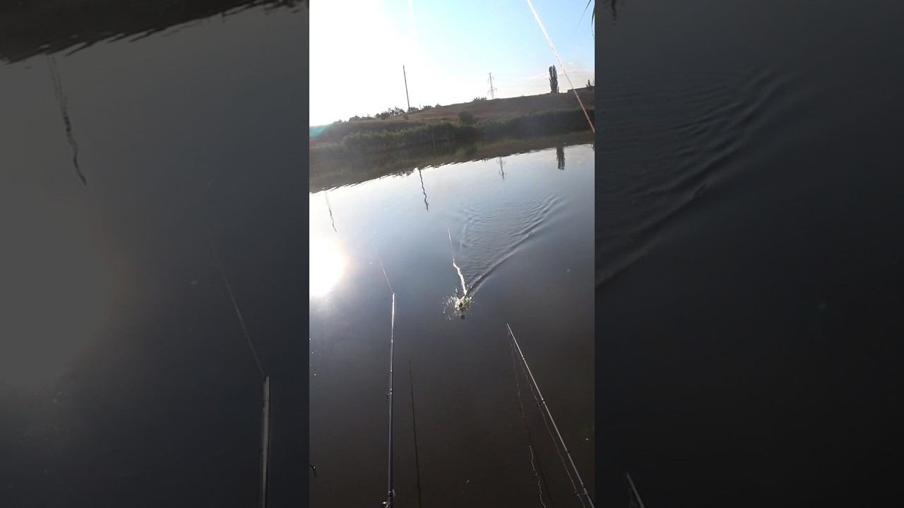 Поклёвка за поклевкой #рыбалка #fishing #shorts смотреть онлайн