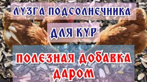 Шелуха (лузга) подсолнечника для кур: пищевые отходы или ценная СУПЕРдобавка за 5 копеек. Мой опыт