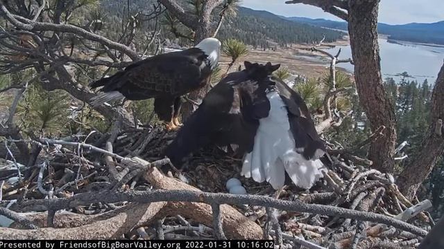 Breakfast time Big Bear Bald Eagle Live Nest Cam смотреть онлайн