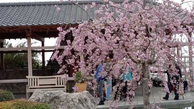 По японскому саду (Крым. Мрия"). 03.04.25. смотреть онлайн