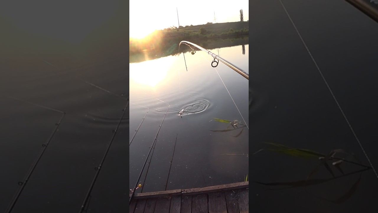 Карась на донку #рыбалка #fishing #карась #shorts смотреть онлайн