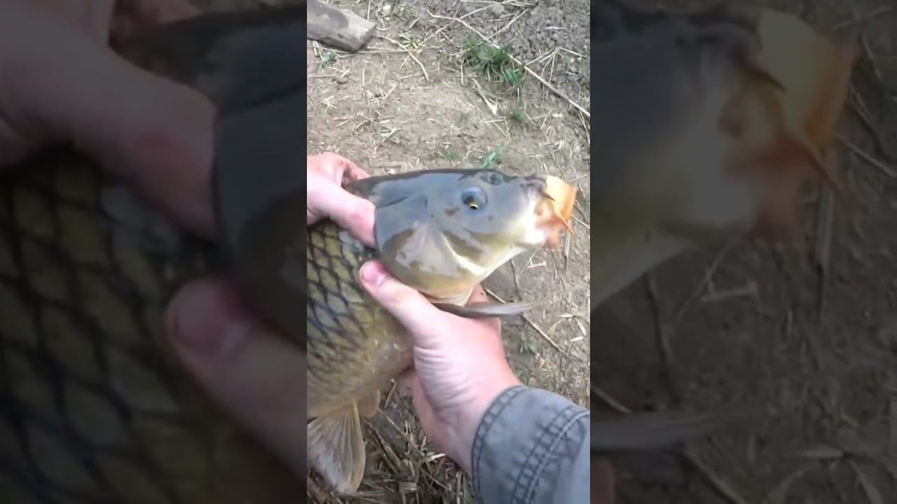 Эмоции от вываживания на 0.15 монку без подсака #рыбалка #карповаяловля #fishing #shorts смотреть онлайн