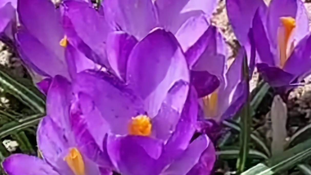 ДАЧА!🏡 ОБРАБОТАЛА РОЗЫ 2-3 АПРЕЛЯ 2025г.🌹ПЕРВЫЕ ЦВЕТОЧКИ.🌸 смотреть онлайн