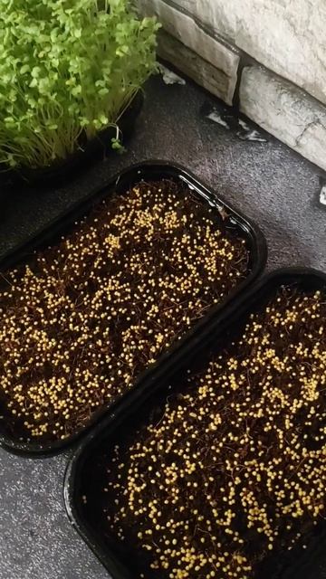 Микрозелень горчицы, как прорастить.🍀🍀🍀 #микрозеленьдома #microgreens смотреть онлайн