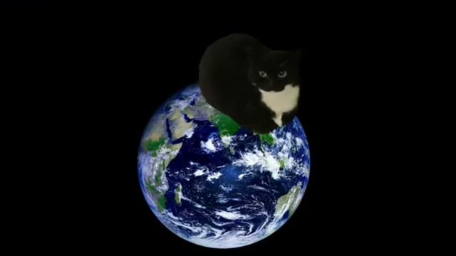 Кот танцует в разных местах смотреть онлайн