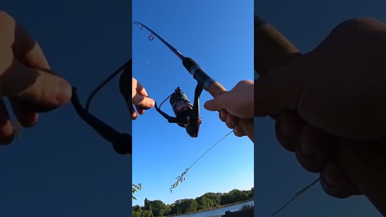 Фидер на озере #рыбалка #fishing #фидер #shorts смотреть онлайн