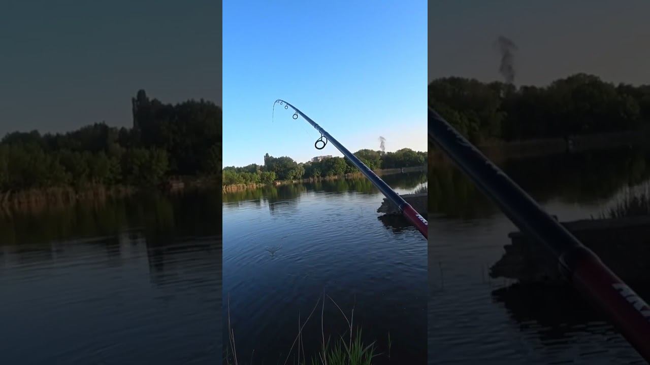 Карась на фидер #fishing #рыбалка #фидер #shorts смотреть онлайн