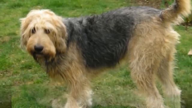 10 of World's Rarest Dog Breeds смотреть онлайн